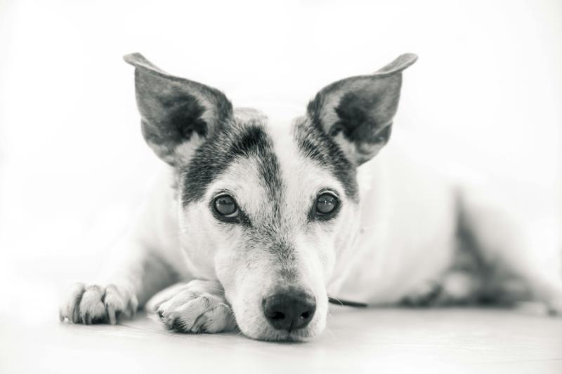 Hunde im Restaurant